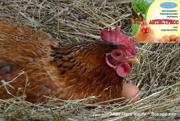 Все про кур несушек