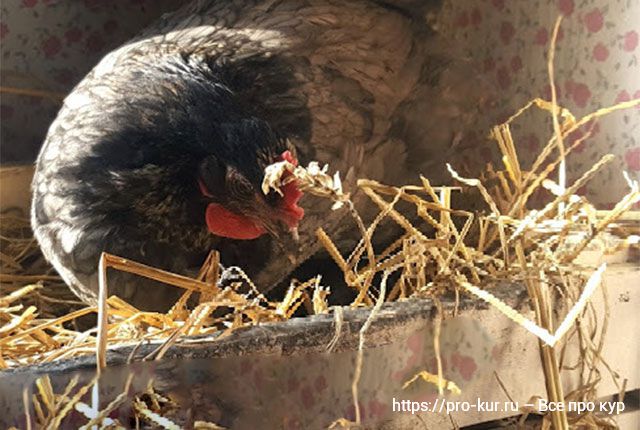 Почему куры прячут свои яйца – 5 причин