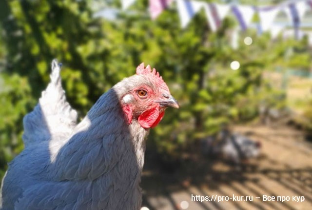 Солнце для кур и цыплят. Про витамин Д для здоровья птиц