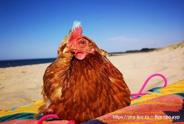 Солнце для кур и цыплят. Про витамин Д для здоровья птиц. 