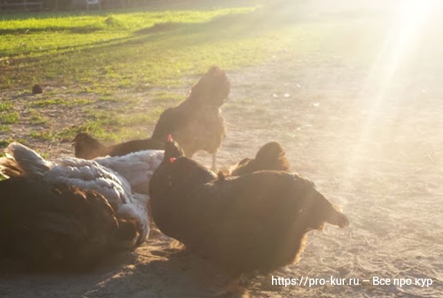Солнце для кур и цыплят. Про витамин Д для здоровья птиц