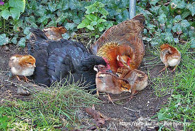 Температура для цыплят в первые дни жизни бройлеров и яичных пород. 