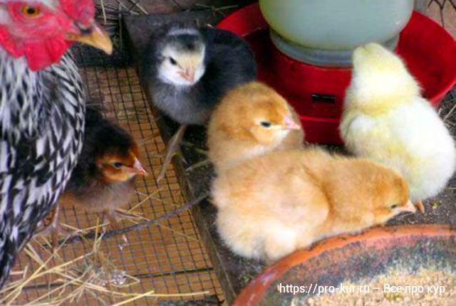 Температура для цыплят в первые дни жизни бройлеров и яичных пород. 