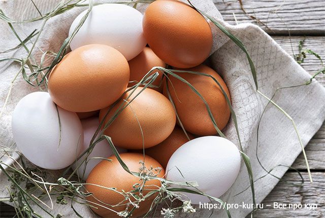 Коричневые и белые яйца у кур в чем разница