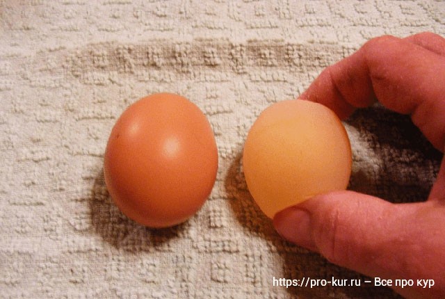 Мягкое яйцо это нормально у кур молодок и старух. 