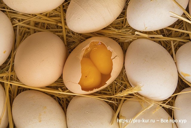 Яйцо с двумя желтками это нормально у кур молодок и старух. 