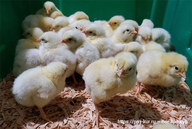 Как выращивать цыплят-бройлеров в домашних условиях. 