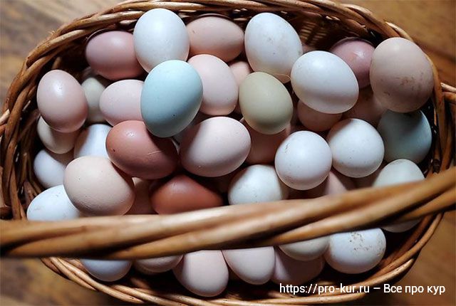 Что влияет на качество скорлупы яиц. 