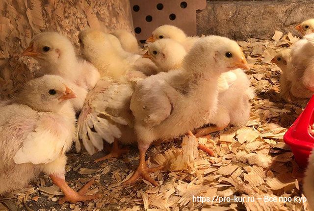 Вес цыплят бройлеров по дням, неделям и месяцам по норме в домашних условиях. 