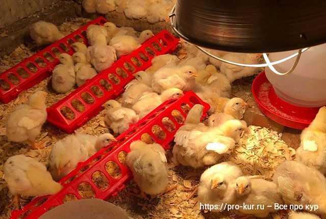 Вес цыплят бройлеров по дням, неделям и месяцам по норме в домашних условиях. 