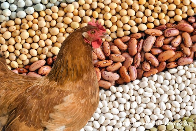 Витаминные корма для кур несушек в любительском птицеводстве