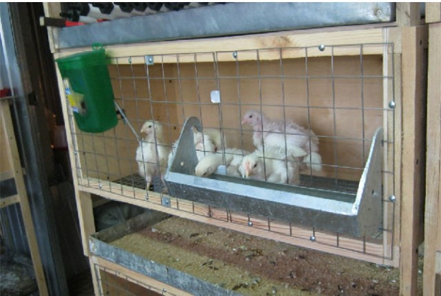 Как построить клетку для цыплят бройлеров своими руками. 