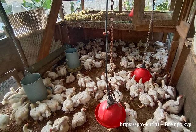 Почему гибнут цыплята бройлеры – 11 причин и что делать, как спасти. 