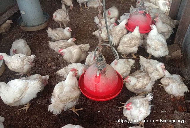 Почему гибнут цыплята бройлеры – 11 причин и что делать, как спасти. 