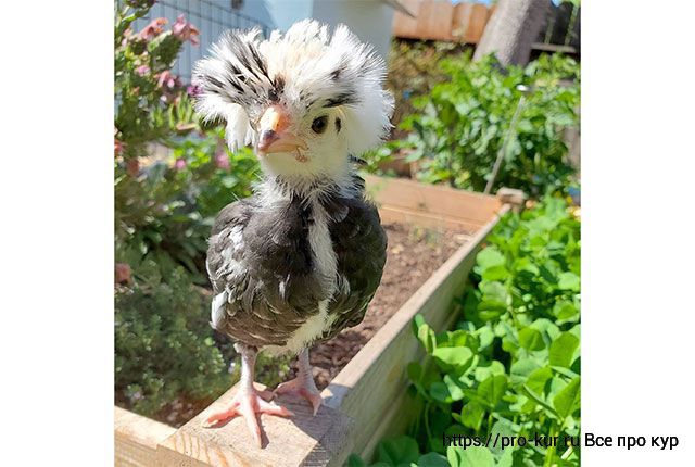 У цыплят растут перья – чем подкормить, чтобы быстрее оперились? 
