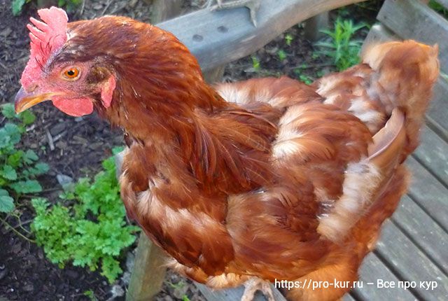 У курицы выпадают перья из-за болезни или 5 видов линьки у кур. 