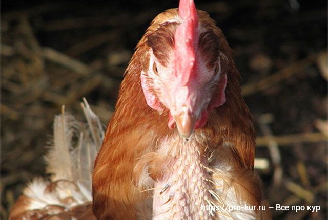 У курицы выпадают перья из-за болезни или 5 видов линьки у кур. 