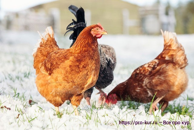 Яйценоскость у кур и как ее повысить в домашних условиях. 