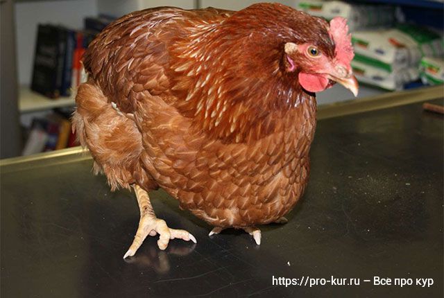 Проверка здоровья кур за 11 шагов (несушек, цыплят, бройлеров, молодок). 