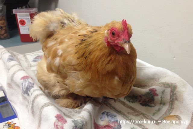 Забился зоб у курицы – причины и лечение в домашних условиях. 