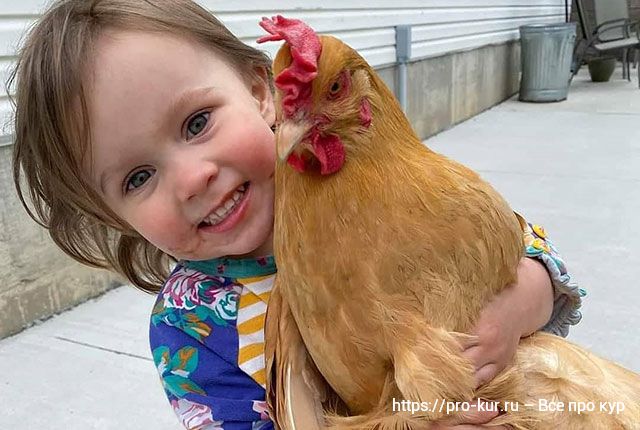 Аптечка для цыплят и кур – какие препараты от чего помогают. 