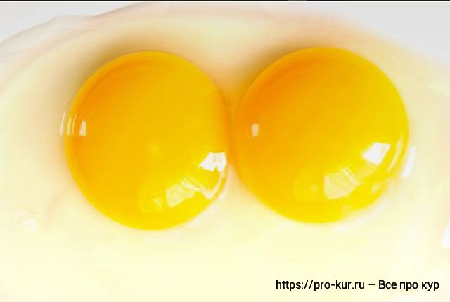 Двухжелтковые яйца – норма или аномалия, почему и причины. 