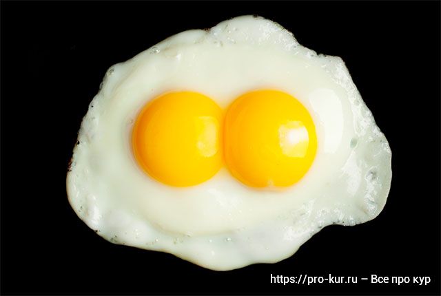 Почему куры могут нести двухжелтковые яйца