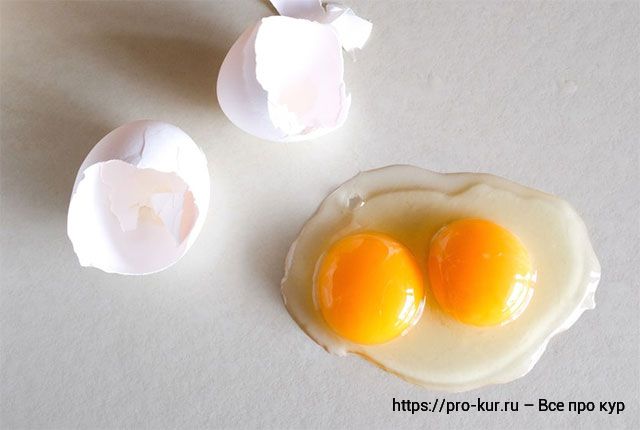 Почему куры могут нести двухжелтковые яйца