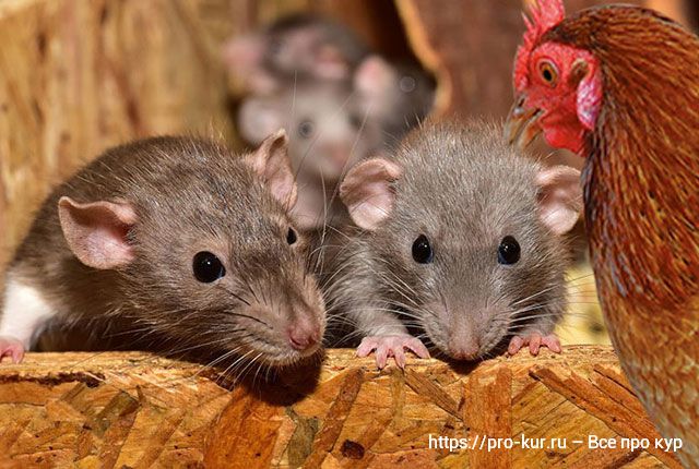 Как можно избавиться от крыс в курятнике народными средствами и химическими препаратами? 