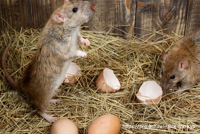 Как можно избавиться от крыс в курятнике