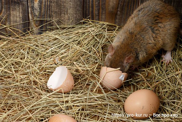 Как можно избавиться от крыс в курятнике народными средствами и химическими препаратами? 