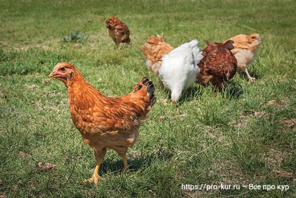 Чем кормить молодок несушек, чтобы они быстрее занеслись. 