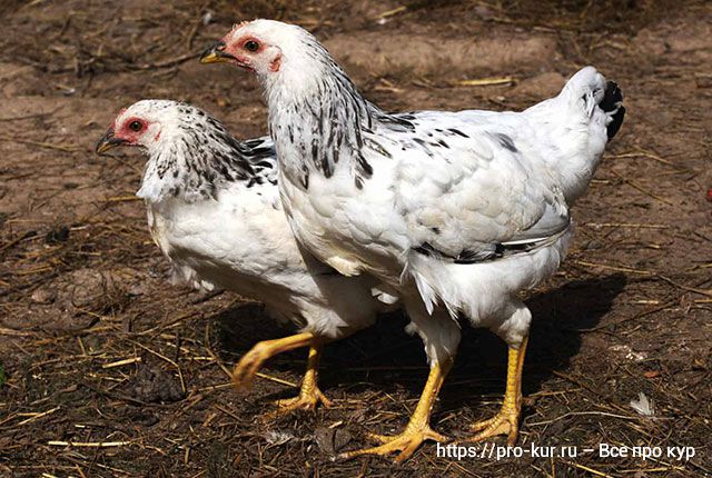 У курицы выпал яйцевод – причины, что делать и как лечить несушку. 