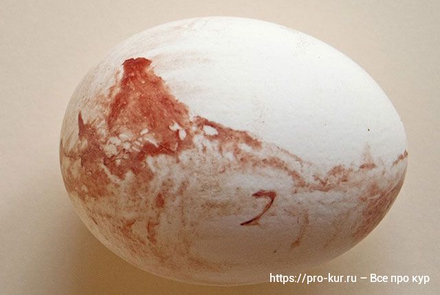 Кровь на скорлупе яиц – 8 причин и способы лечения несушек. 