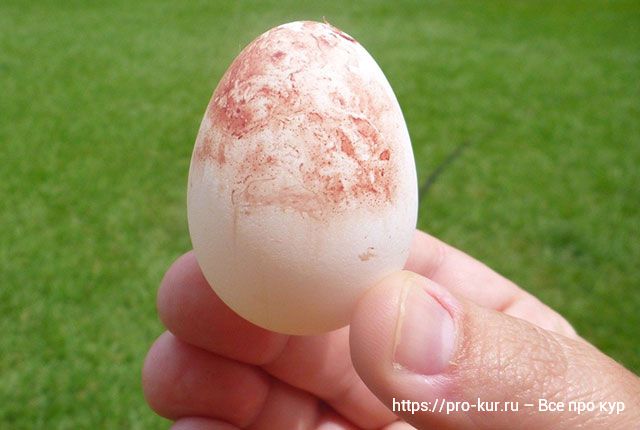 Проблемы со скорлупой яиц у кур несушек