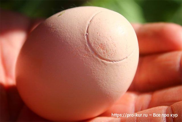 Кровь на скорлупе яиц – 8 причин и способы лечения несушек. 