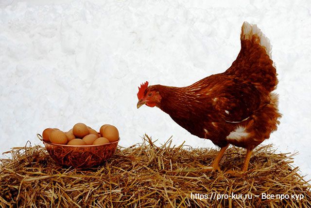 Что делать, если курица не может снести яйцо