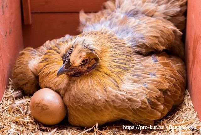 Курица не может снести яйцо – что делать и как ей помочь в домашних условиях. 