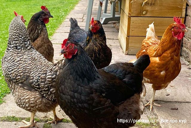 Почернел и опух гребень у курицы или петуха – причины и что делать. 
