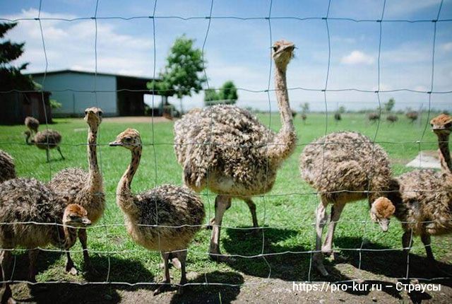 Разведение страусов как идея для малого бизнеса. 