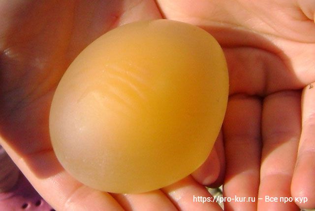 Что делать, если у куриных яиц тонкая скорлупа. 