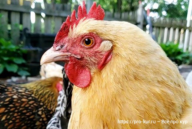 Отравление у кур по видам, симптомы и способы помочь птице. 