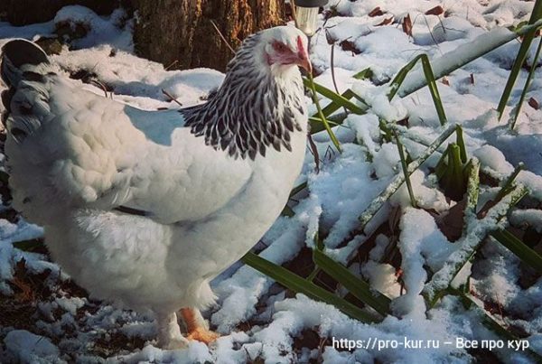 Как улучшить яйценоскость кур зимой. 