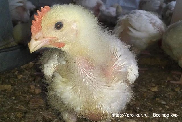 Интенсивное выращивание цыплят-бройлеров в домашних условиях. 