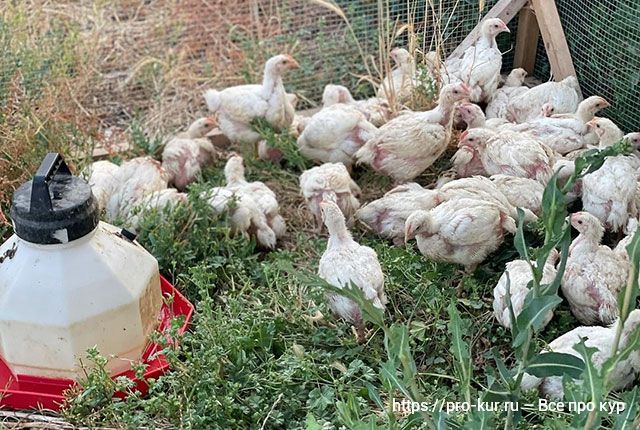 Интенсивное выращивание цыплят-бройлеров в домашних условиях. 