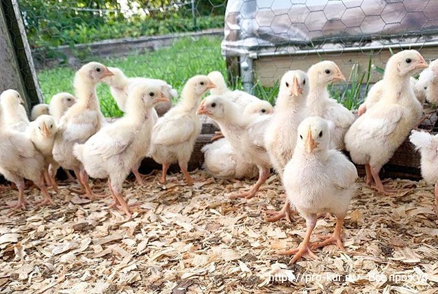 Интенсивное выращивание цыплят-бройлеров кормление в домашних условиях. 