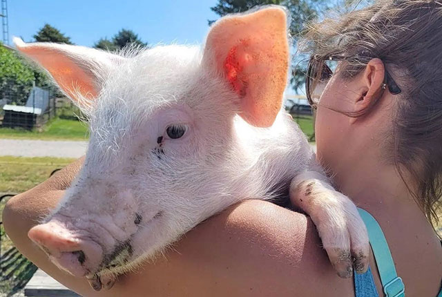 Как правильно разводить свиней и кормить поросят