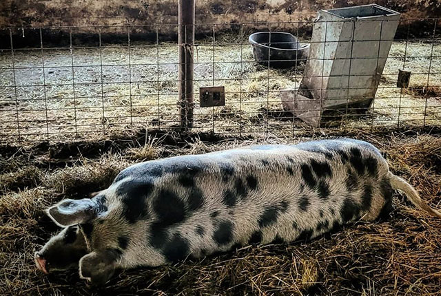 Как правильно разводить свиней и кормить поросят