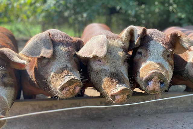 Как правильно разводить свиней и кормить поросят в домашних условиях. 