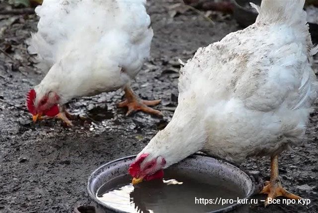 Поилки для цыплят и кур как правильно чистить